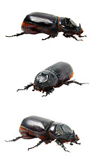 Image showing Beetle rhinoceros.