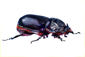 Image showing Beetle rhinoceros.