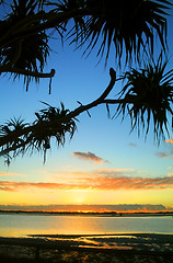 Image showing Sunrise Against Pandanus