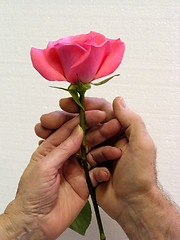 Image showing two hands holding a rose