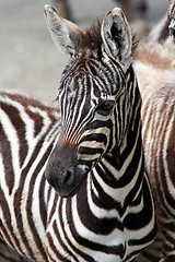 Image showing Young zebra