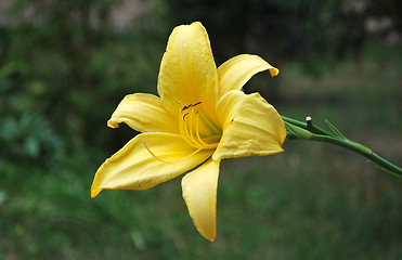 Image showing Yellow Flower