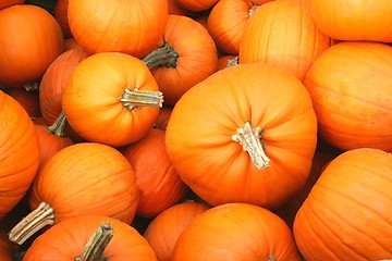 Image showing Pumpkins