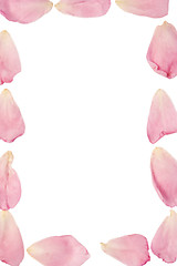 Image showing framework of pink rose petals