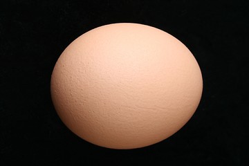 Image showing Egg