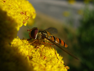 Image showing Hover fly