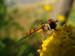 Image showing Hover fly