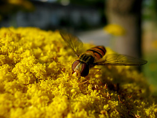Image showing Hover fly