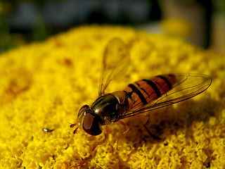 Image showing Hover fly