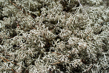 Image showing Cladonia portentosa, Reindeer Lichen