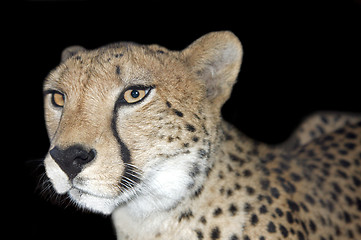 Image showing Gepard