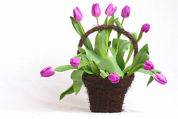 Image showing Purple tulips in a basket