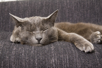 Image showing sleepy gray cat
