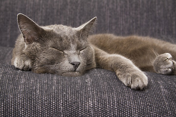 Image showing sleepy gray cat