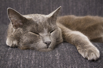 Image showing sleepy gray cat