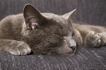 Image showing sleepy gray cat