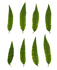 Image showing Aloysia triphylla (Lipia citriodora)