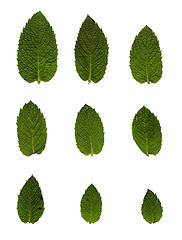 Image showing Green mint leafs