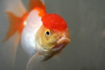 Image showing Oranda goldfish