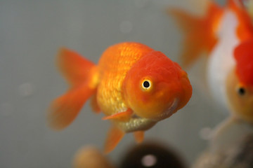 Image showing Lion head goldfish