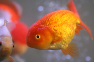 Image showing Goldfish