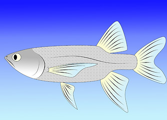 Image showing minnow