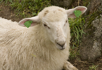 Image showing Lamb