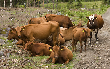 Image showing Cows