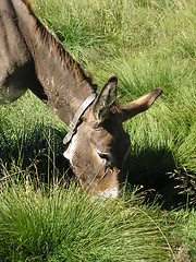 Image showing Donkey