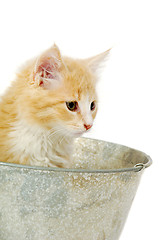 Image showing Kitten in bucket