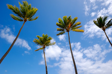 Image showing Palms