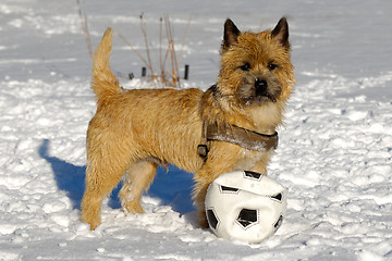 Image showing Dog in snow