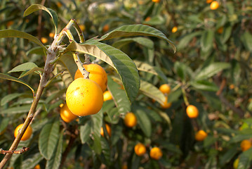 Image showing Loquats