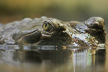 Image showing Indian gavial