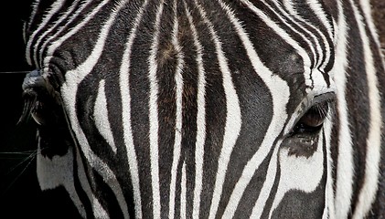 Image showing Zebra