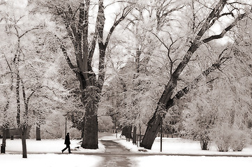 Image showing A Stroll in the Park