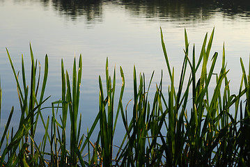 Image showing reeds at the lake