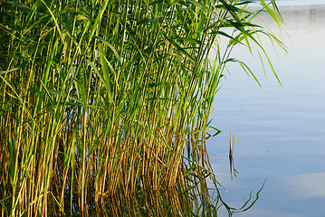 Image showing reeds at the lake