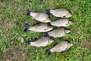 Image showing The Crucian Carp (Carassius carassius) 