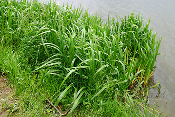 Image showing reeds at the lake