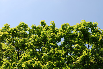 Image showing Green leaves and sunny beams