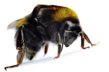 Image showing bumblebee