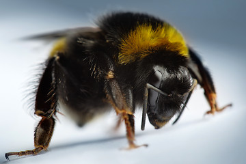 Image showing bumblebee
