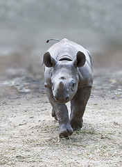 Image showing young rhino