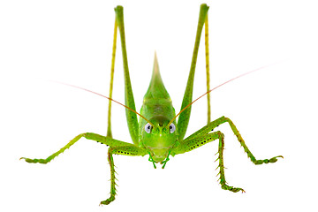 Image showing Locust