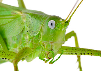 Image showing Locust