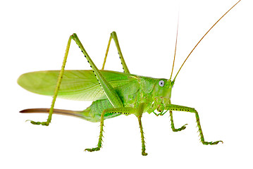 Image showing Locust