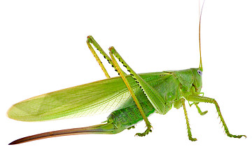 Image showing Locust