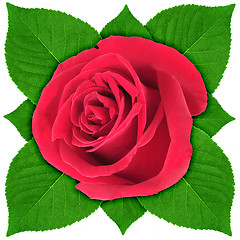 Image showing One red rose with green leaf