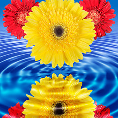 Image showing Reflection of flowers in blue water